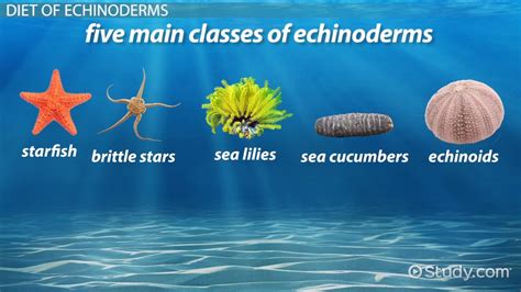 how are echinoderms similar to humans